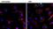 Epidermal Growth Factor antibody, M805, Invitrogen Antibodies, Immunofluorescence image 