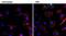 Epidermal Growth Factor antibody, M805, Invitrogen Antibodies, Immunofluorescence image 