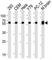 Tubulin antibody, F40189-0.4ML, NSJ Bioreagents, Western Blot image 