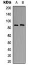 Neuronal PAS Domain Protein 4 antibody, abx121450, Abbexa, Western Blot image 