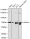 Heat Shock Protein Family A (Hsp70) Member 1 Like antibody, GTX54093, GeneTex, Western Blot image 