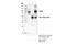 Signal Transducer And Activator Of Transcription 5A antibody, 94205S, Cell Signaling Technology, Immunoprecipitation image 