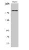 ERBB2 antibody, A00010Y1221Y1222-1, Boster Biological Technology, Western Blot image 