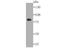 Protein Kinase C Gamma antibody, NBP2-75621, Novus Biologicals, Western Blot image 