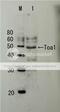 General Transcription Factor IIF Subunit 2 antibody, 62-022, BioAcademia Inc, Western Blot image 