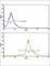 Peptidylprolyl Isomerase A antibody, abx031809, Abbexa, Western Blot image 