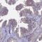 SPARC (Osteonectin), Cwcv And Kazal Like Domains Proteoglycan 2 antibody, PA5-60775, Invitrogen Antibodies, Immunohistochemistry frozen image 