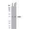 SPARC antibody, MAB942, R&D Systems, Western Blot image 