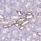 POU Class 3 Homeobox 3 antibody, PA5-64311, Invitrogen Antibodies, Immunohistochemistry paraffin image 