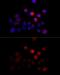 Target Of Myb1 Membrane Trafficking Protein antibody, GTX65905, GeneTex, Immunofluorescence image 