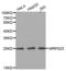 Mitochondrial Ribosomal Protein S23 antibody, abx003592, Abbexa, Western Blot image 