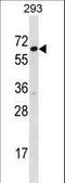 Signal Recognition Particle 54 antibody, LS-B10483, Lifespan Biosciences, Western Blot image 