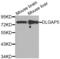 DLG Associated Protein 5 antibody, abx001809, Abbexa, Western Blot image 