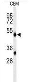 Complement Factor Properdin antibody, LS-C168709, Lifespan Biosciences, Western Blot image 