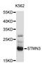 Stathmin 3 antibody, STJ25735, St John