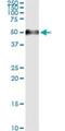 RAGE antibody, H00000177-M02, Novus Biologicals, Immunoprecipitation image 