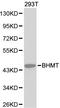 Betaine--Homocysteine S-Methyltransferase antibody, LS-C192478, Lifespan Biosciences, Western Blot image 