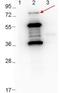 Ovalbumin antibody, orb344564, Biorbyt, Western Blot image 