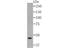 Eukaryotic Translation Initiation Factor 4A3 antibody, A03095-1, Boster Biological Technology, Western Blot image 