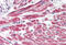 SNAI2 antibody, MBS240368, MyBioSource, Immunohistochemistry frozen image 