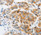 ADP Ribosylation Factor 6 antibody, LS-C332390, Lifespan Biosciences, Immunohistochemistry frozen image 