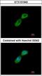 Tubulin Folding Cofactor B antibody, LS-C185446, Lifespan Biosciences, Immunocytochemistry image 