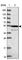 Zinc Finger Protein 565 antibody, HPA044123, Atlas Antibodies, Western Blot image 