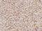 Alpha-1-Microglobulin/Bikunin Precursor antibody, GTX02264, GeneTex, Immunohistochemistry paraffin image 