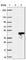 Transmembrane Protein 231 antibody, HPA042081, Atlas Antibodies, Western Blot image 