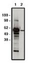 F-Box And WD Repeat Domain Containing 7 antibody, orb109393, Biorbyt, Western Blot image 