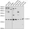 Claudin 11 antibody, GTX66106, GeneTex, Western Blot image 
