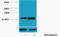 Histone Cluster 4 H4 antibody, A14495S47, Boster Biological Technology, Western Blot image 
