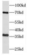 Phytanoyl-CoA dioxygenase, peroxisomal antibody, FNab06411, FineTest, Western Blot image 
