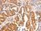 Adenylate Kinase 5 antibody, LS-C402954, Lifespan Biosciences, Immunohistochemistry frozen image 