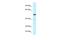 Activity Regulated Cytoskeleton Associated Protein antibody, A19845, Boster Biological Technology, Western Blot image 