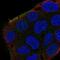 Shroom Family Member 2 antibody, NBP2-68774, Novus Biologicals, Immunofluorescence image 