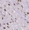 Bromodomain Containing 8 antibody, FNab00950, FineTest, Immunohistochemistry frozen image 
