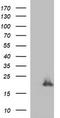 Group XVI phospholipase A2 antibody, TA506911BM, Origene, Western Blot image 