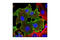 SSEA4 antibody, 4755S, Cell Signaling Technology, Immunocytochemistry image 