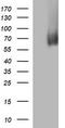 Mucosal Vascular Addressin Cell Adhesion Molecule 1 antibody, LS-C338363, Lifespan Biosciences, Western Blot image 