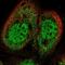 Zinc Finger Containing Ubiquitin Peptidase 1 antibody, PA5-60709, Invitrogen Antibodies, Immunofluorescence image 