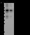 Morphogenetic neuropeptide antibody, 11082-T62, Sino Biological, Western Blot image 