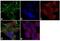 Folate Hydrolase 1 antibody, 37-3900, Invitrogen Antibodies, Immunofluorescence image 