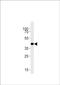 Sphingosine-1-Phosphate Receptor 1 antibody, PA5-72648, Invitrogen Antibodies, Western Blot image 