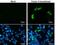 Coagulation Factor X antibody, NBP2-43703, Novus Biologicals, Immunofluorescence image 
