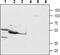 Parathyroid Hormone 1 Receptor antibody, PA5-77689, Invitrogen Antibodies, Western Blot image 