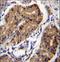 DCC Netrin 1 Receptor antibody, LS-C167288, Lifespan Biosciences, Immunohistochemistry frozen image 