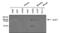 Signal Transducer And Activator Of Transcription 1 antibody, MA1-037X, Invitrogen Antibodies, Western Blot image 