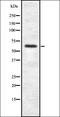 Sp2 Transcription Factor antibody, orb337517, Biorbyt, Western Blot image 
