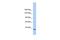 hHEL1 antibody, PA5-40914, Invitrogen Antibodies, Western Blot image 